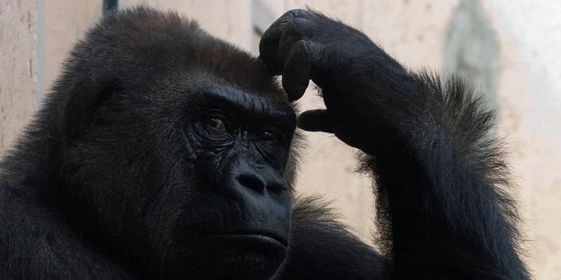 Lire la suite à propos de l’article Homo Recherchus (maj)